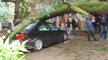 Cinci masini au fost avariate dupa ce un copac a cazut peste ele!