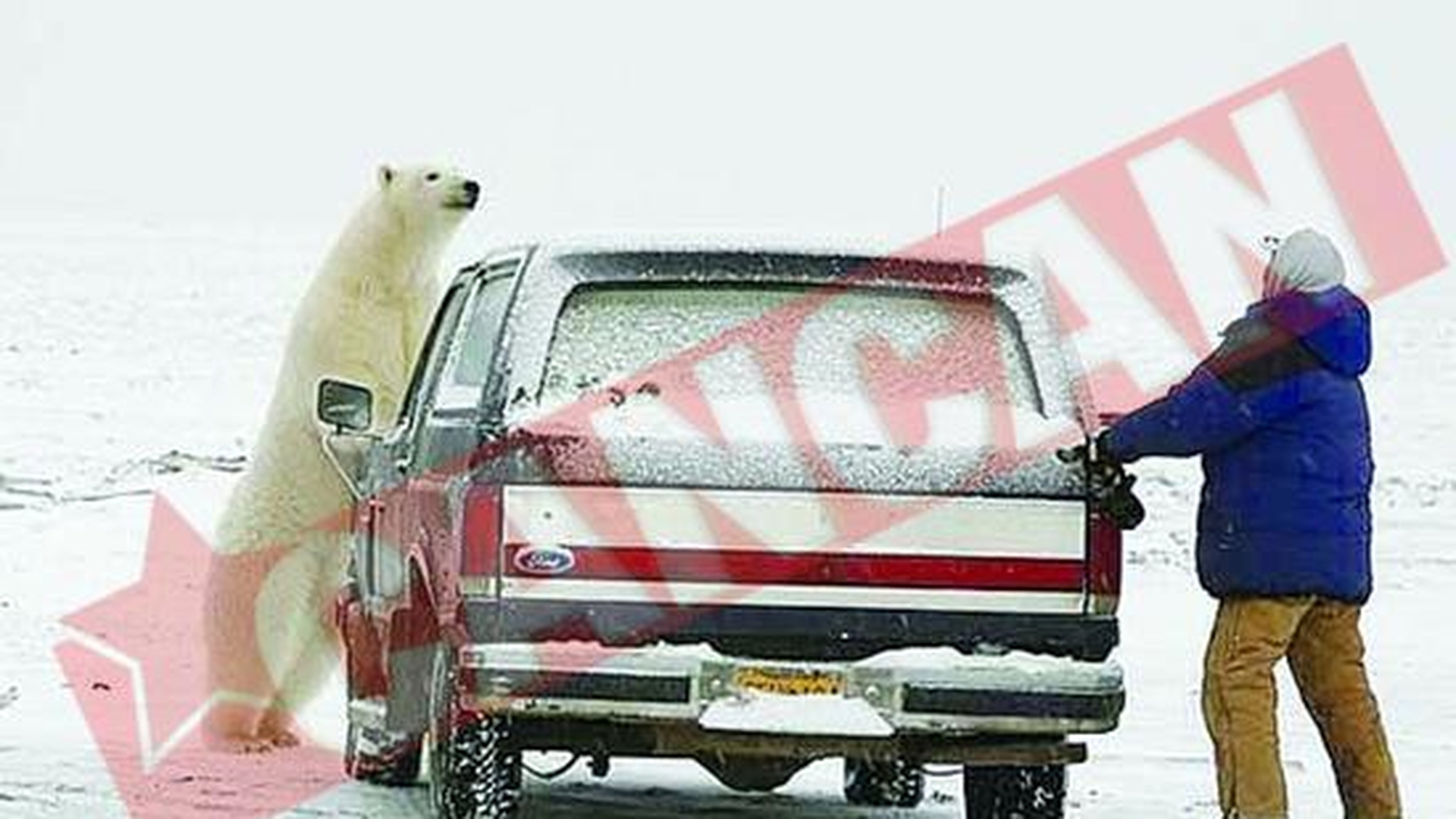 Fugarit de un urs polar