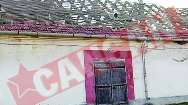 Cai de rasa lasati sa moara la herghelia de la Homorod