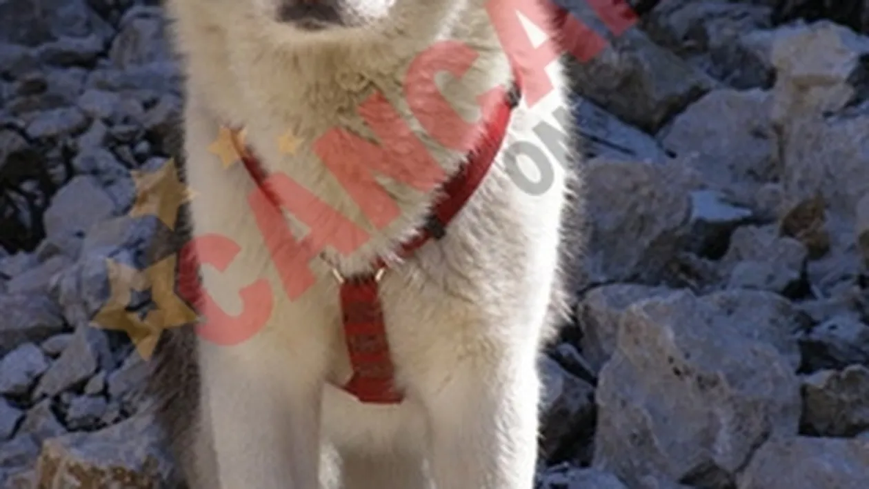 Cainele Mihaelei Tatu a iesit la pensie