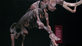 Doua fosile de mamut, descoperite in albia raului Moldova!