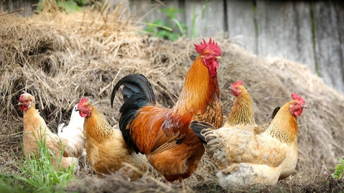 Este interzis prin lege! Orașul din România în care nu mai ai voie să crești animale