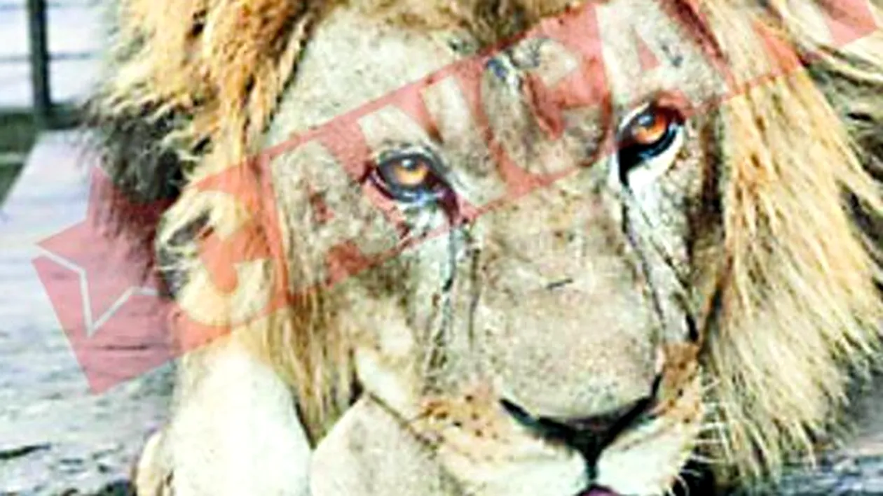 S-au strans 52.000 de euro pentru leii de la Zoo Oradea