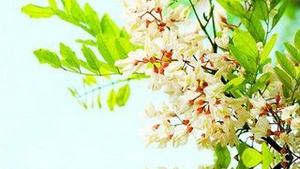 Legendele florilor si semnificatia lor