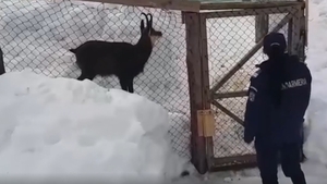 VIDEO. Capră neagră, crescută la o pensiune din Argeș. Proprietarii au fost amendați cu 1.000 de lei