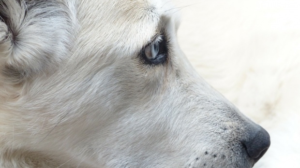 Un câine a fost abandonat de stăpânul său pe un aeroport! Povestea răvăşitoare a patrupedului care a murit de tristeţe
