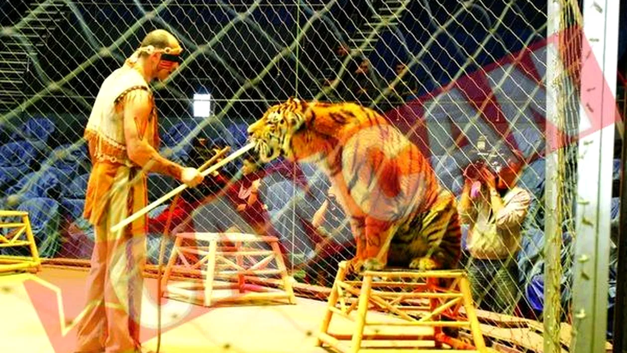 Un tigru si-a atacat dresorul in arena Circului Globus