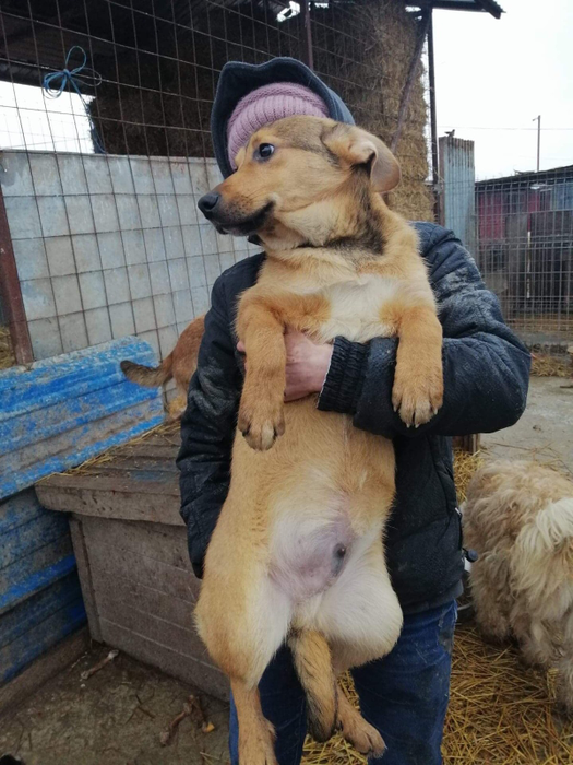 Câinii salvați de Maria ajung să fie adoptați și în străinătate