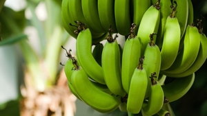 Cum a ajuns nea Nelu să cultive bananieri în spatele casei. Românul vrea să dea lovitura cu sera tropicală