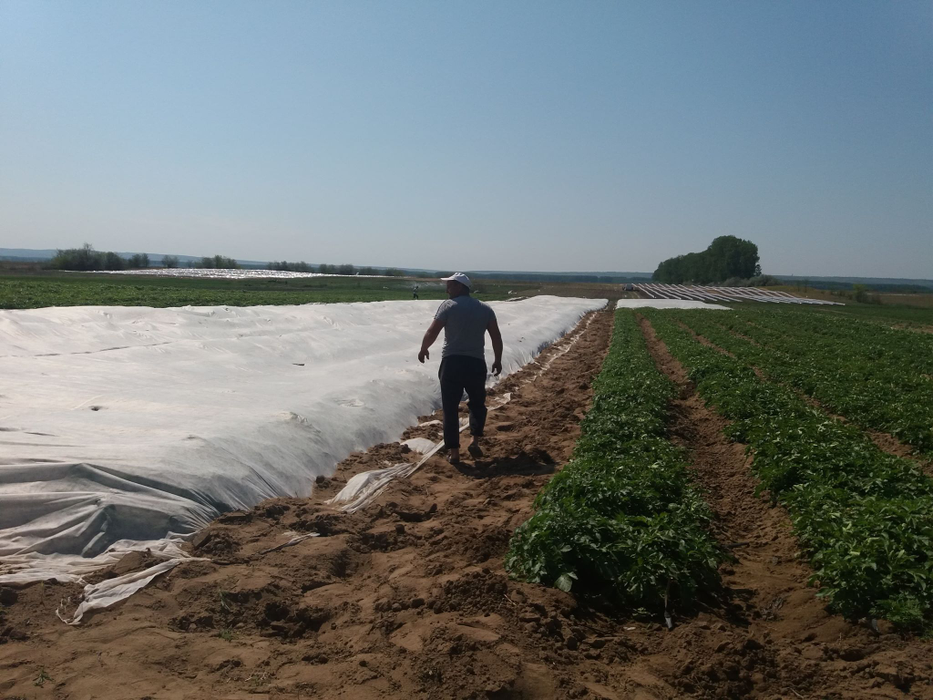 În comuna doljeană se produc peste 300 de tone de cartofi