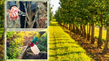 Când se curăță pomii primăvara, de fapt. Mulți o fac mult prea devreme