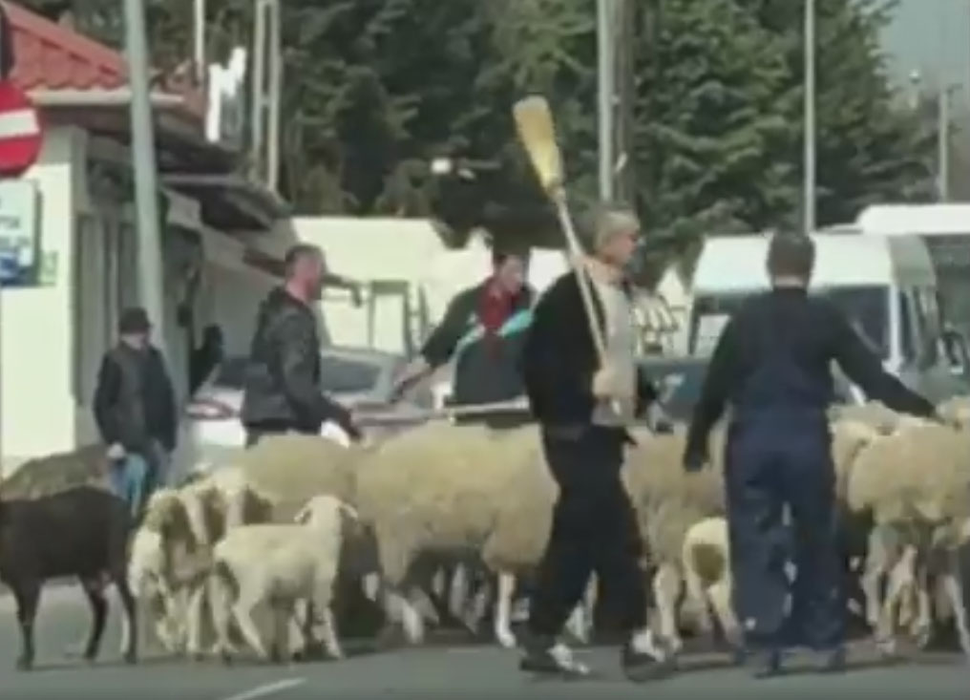 VIDEO FABULOS. Gigi Becali și-a scos oile la plimbare! Latifundiarul a blocat traficul în Pipera