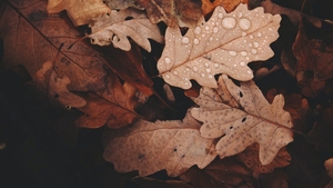 Vine toamna! Vremea se va schimba radical. Anunțul făcut de meteorologi