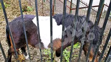 Patrupedul a intrat in dizgratia Primariei Targu Jiu. Poneiul Nelutu, scos la vanzare ca musca