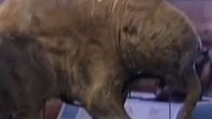 Savantii japonezi vor sa obtina, prin clonare, un pui de mamut!