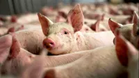 Argeş: Trei noi focare de pestă porcină africană, confirmate la un mistreţ şi la porci din gospodărie