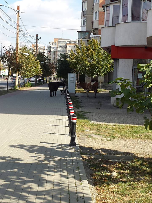 O vacă le-a dat de furcă șoferilor din Iași! S-a plimbat pe linia de tramvai din centrul orașului câteva ore