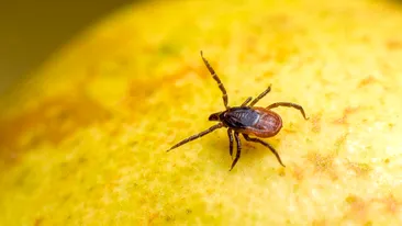 Cum prinzi căpușele înainte să se urce pe tine, la iarbă verde. Trucul util pentru părinți și copii