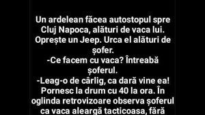BANC | Un ardelean făcea autostopul spre Cluj-Napoca, alături de vaca lui