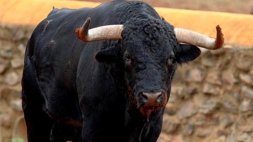 Bărbat din Bacău, ucis de un taur în timp ce făcea plajă!
