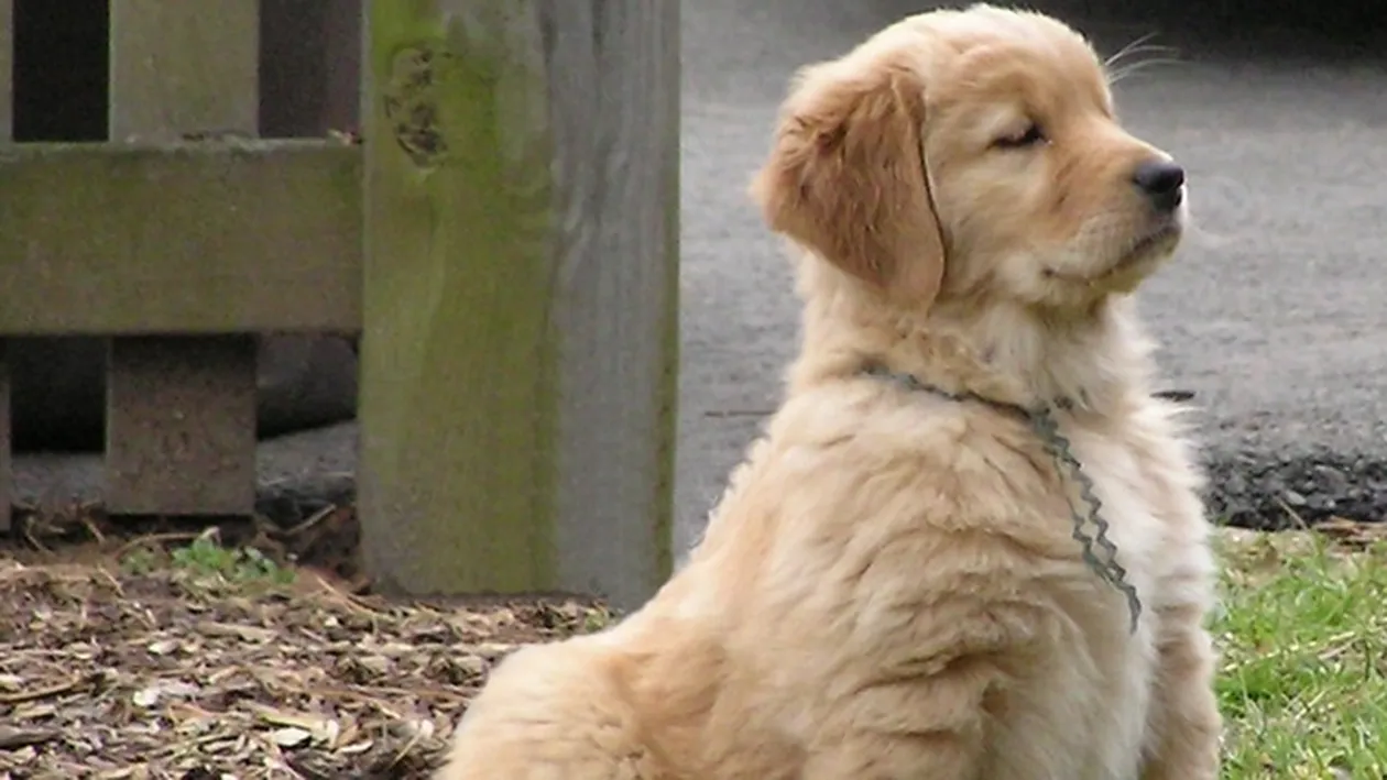 Vrei sa iti iei un caine, dar nu stii ce sa alegi? La ce trebuie sa fii atent cand adopti un animal!