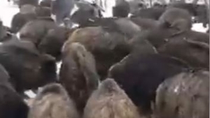 Ce curaj! Cum s-au urcat 200 de porci mistreți pe cel care le dădea de mâncare! VIDEO spctaculos