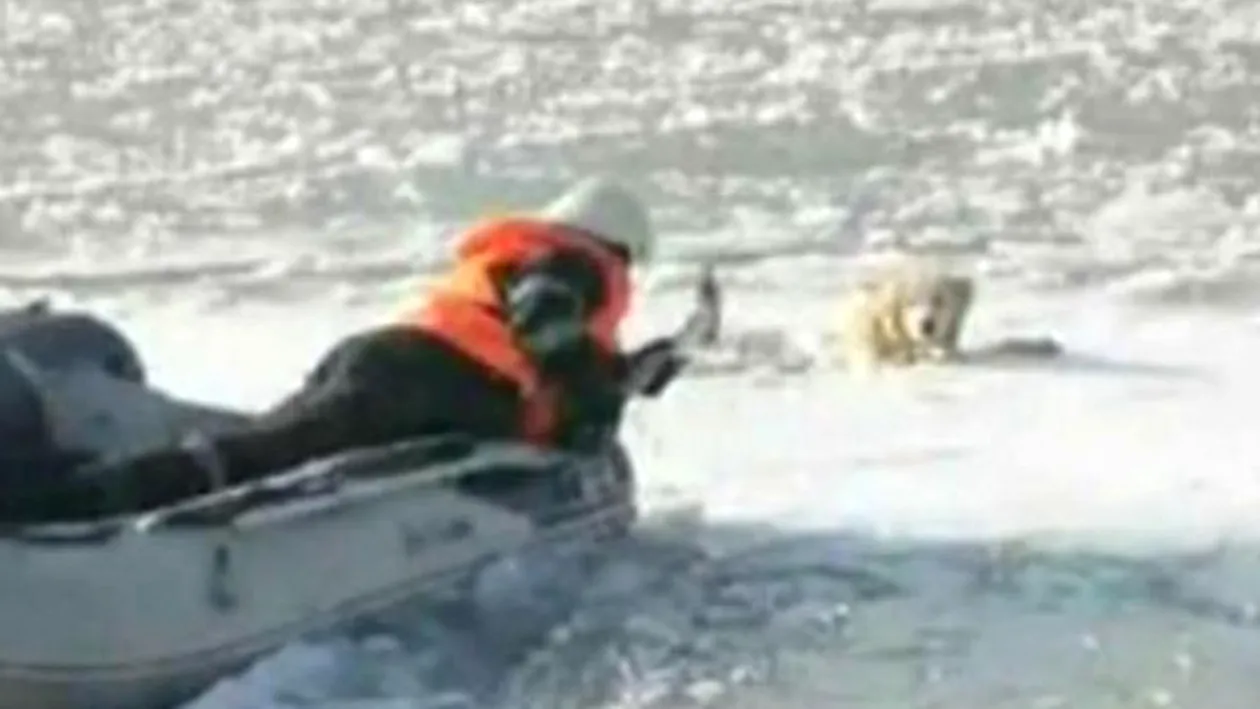 Un câine a stat zeci de minute în apele îngheţate ale Timişului! Ce s-a întâmplat cu bietul animal