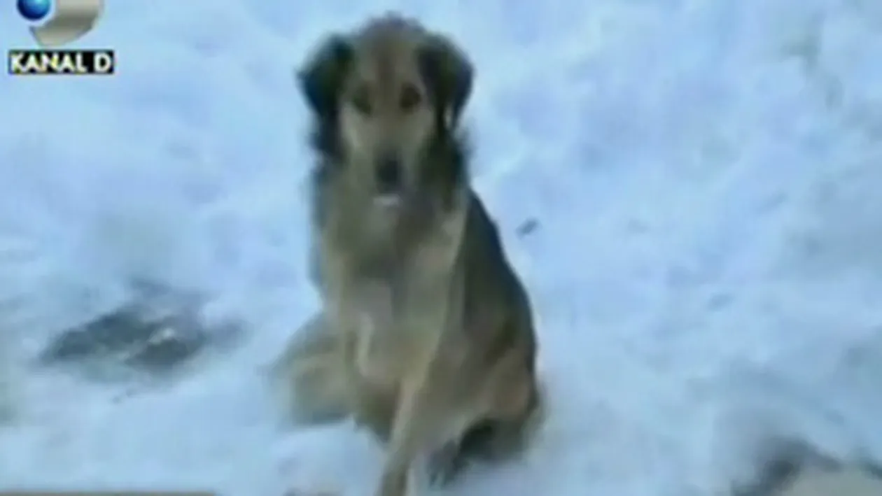 VIDEO Poveste socanta care o sa iti inmoaie inima! Un om al strazii a degerat pentru ca patrupedul din parc sa stea la caldura! Citeste o poveste emotionanta