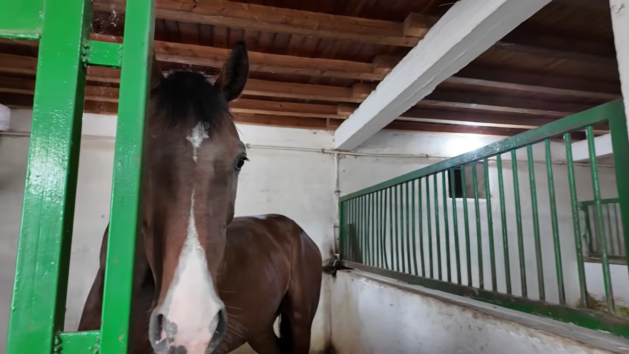 Acasă la Nuțu Cămătaru. Cum arată domeniul de 5 hectare din Rahova? Specii inedite de animale și cea mai mare piscină din București