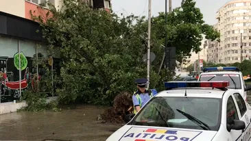 Furtuna a făcut ravagii în Bucureşti. Imagini spectaculoase cu un copac prăbuşit!