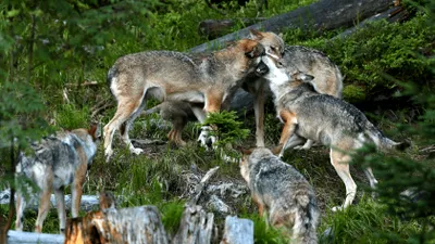Lupii dau târcoale unui oraș din vestul României. „Animalul de companie al lui Dracula. Își căuta stăpânul”