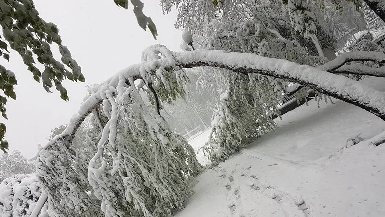 Intervenție a jandarmilor pe DN 18, în Pasul Prislop, blocat de copaci doborâți sub greutatea zăpezii