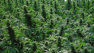 O tona de canabis a fost confiscata in Albania!