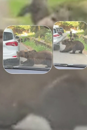 Un clujean a trăit spaima vieții, pe Transfăgărășan! O ursoaică i-a smuls bara mașinii