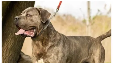 Proprietarii anumitor rase de câini sunt obligați prin lege să încheie polițe de asigurare pentru aceștia