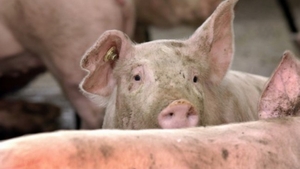 E jale! Bilanțul pestei porcine în România. Anunțul făcut de ANSVSA
