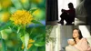 Plantele care te ajută să scapi de stres și oboseală. Ce recomandă specialiștii