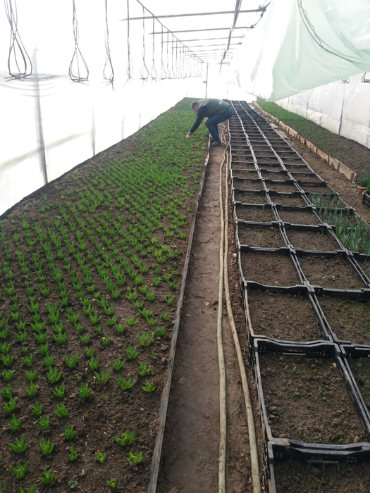 Producătorii de flori își pun nădejdea în începerea școlii