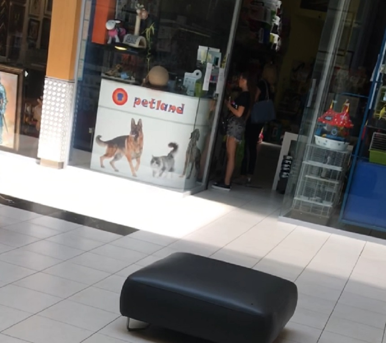 Vedeta a ieșit nemachiată din casă și a mers la pet shop