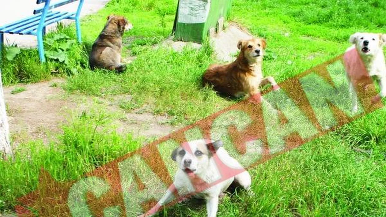 Afacerea maidanezi de miliarde