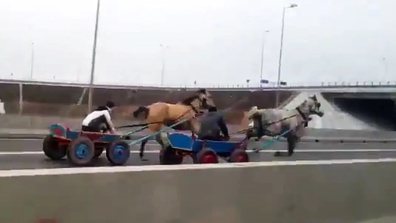 Au doi cai putere si alearga de mama focului. Intrecere de…carute pe Autostrada Soarelui