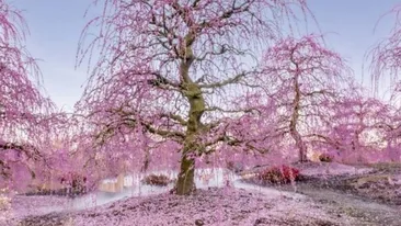 Test de perspicacitate exclusiv pentru genii | Găsiți pasărea flamingo ascunsă în această iluzie optică