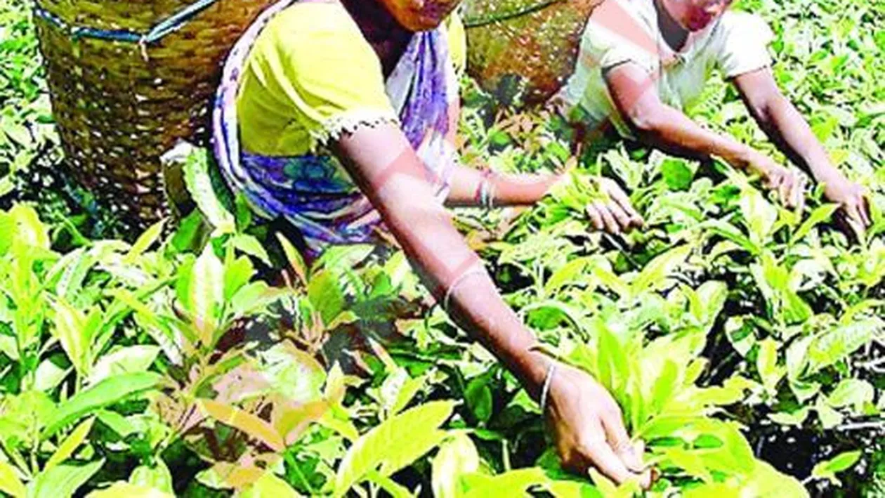 Indienii au inventat pilula de ceai