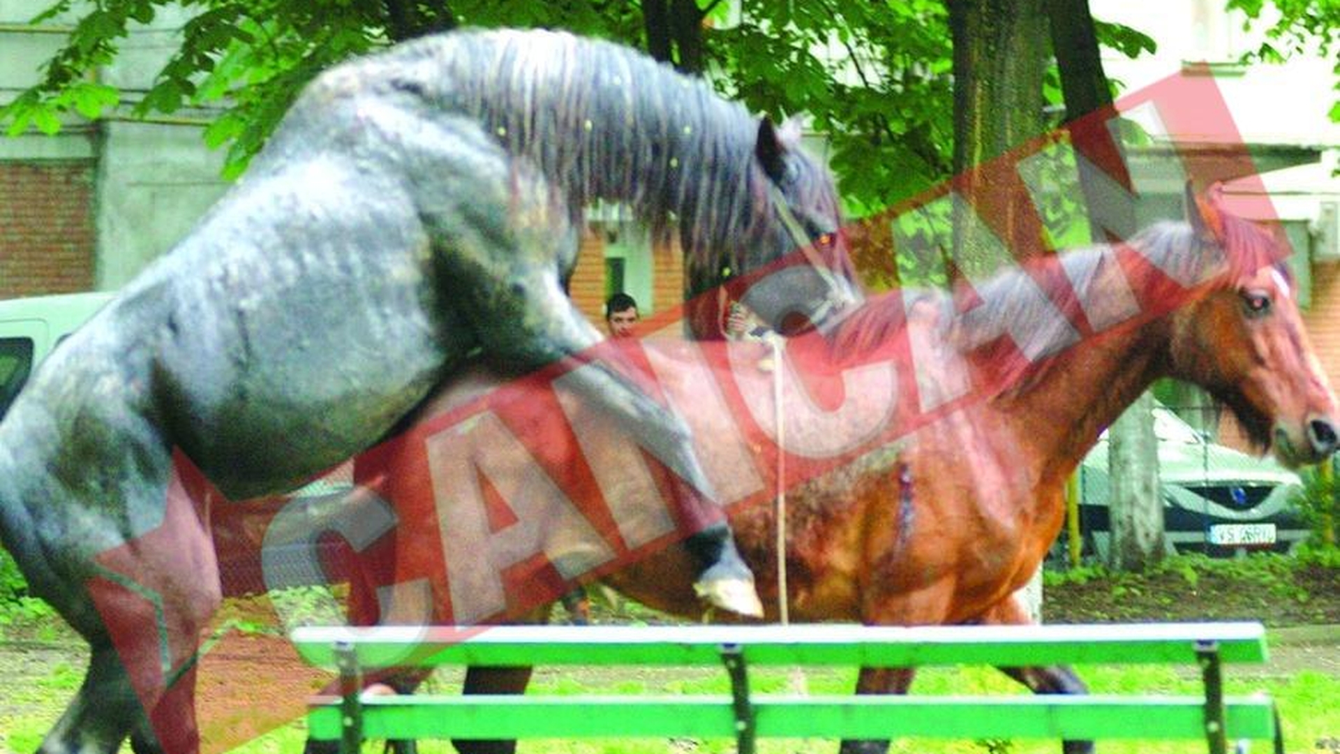 Armasari homosexuali In parcul din Vaslui