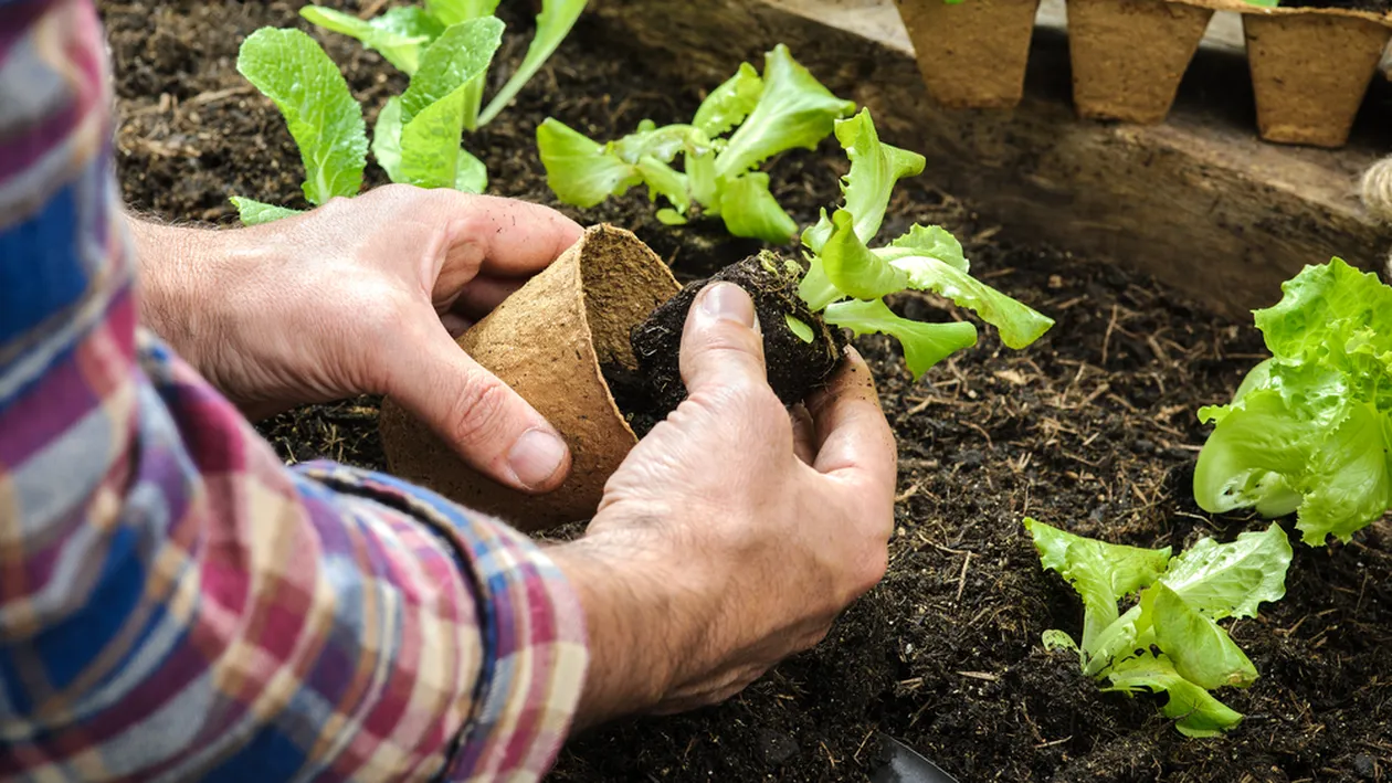 12 metode eficace prin care poți utiliza bicarbonatul de sodiu cu real succes în grădină