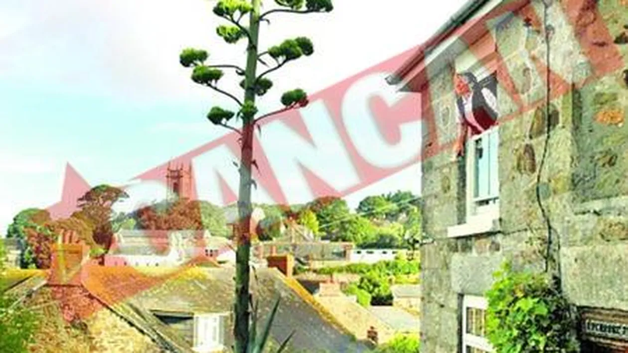 Planta care a crescut opt metri in cateva saptamani