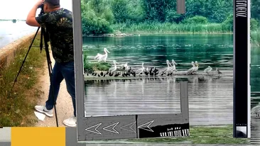 „Invazie″ de păsări rare în Delta Olteniei. Sătenii se plâng că le mănâncă cireșele