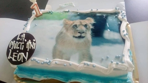 Puiul de leu de la ZOO Craiova a primit tort de ziua lui