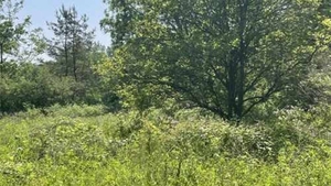 Iluzie optică virală | Aflați unde se ascunde cerbul în pădure!