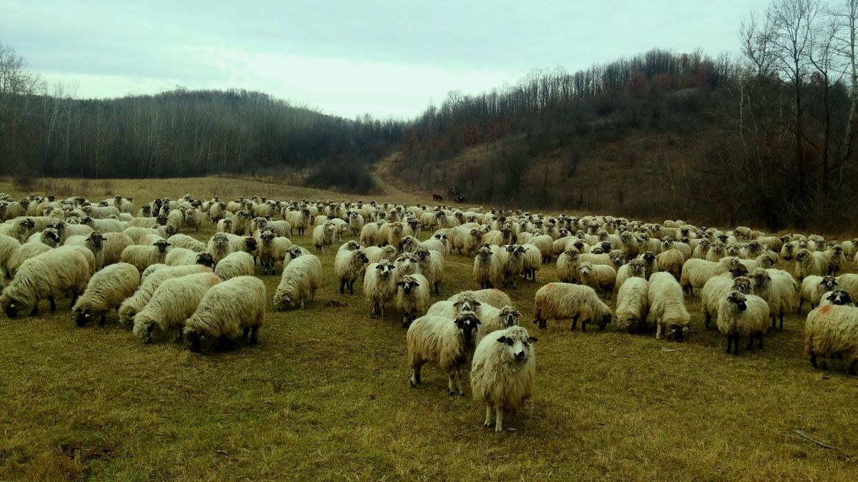 Oile de la Stâna Ștefanu